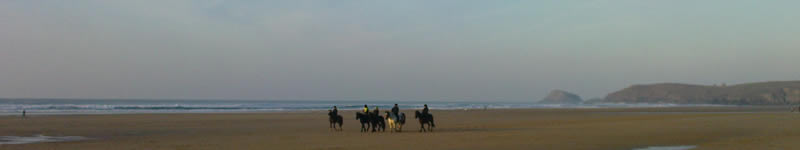 horses on the beach