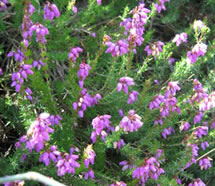 heather on carn marth