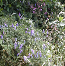 vetch and campion at higher trevethan